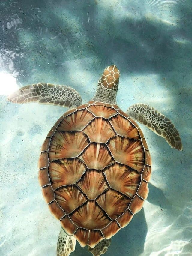 Морская черепаха на пляже